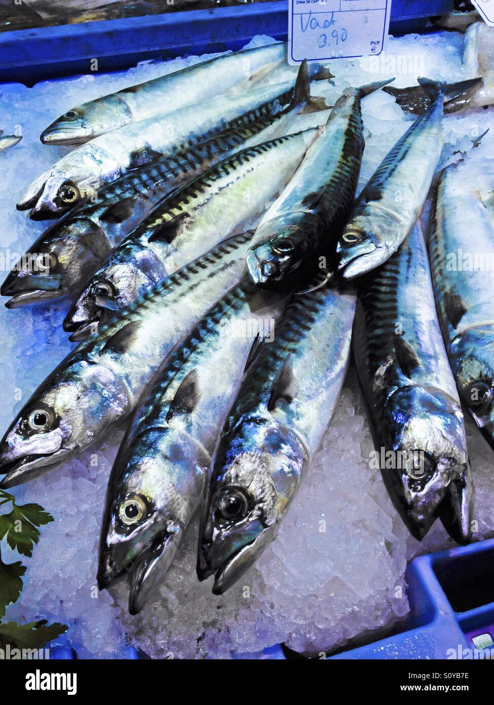 Mackerles Mackerels Stock Photos & Mackerels Stock Images - Alamy
