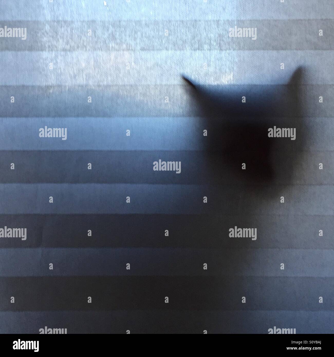 Cat hiding behind a windowshade - Smartphone Captured Stock Image