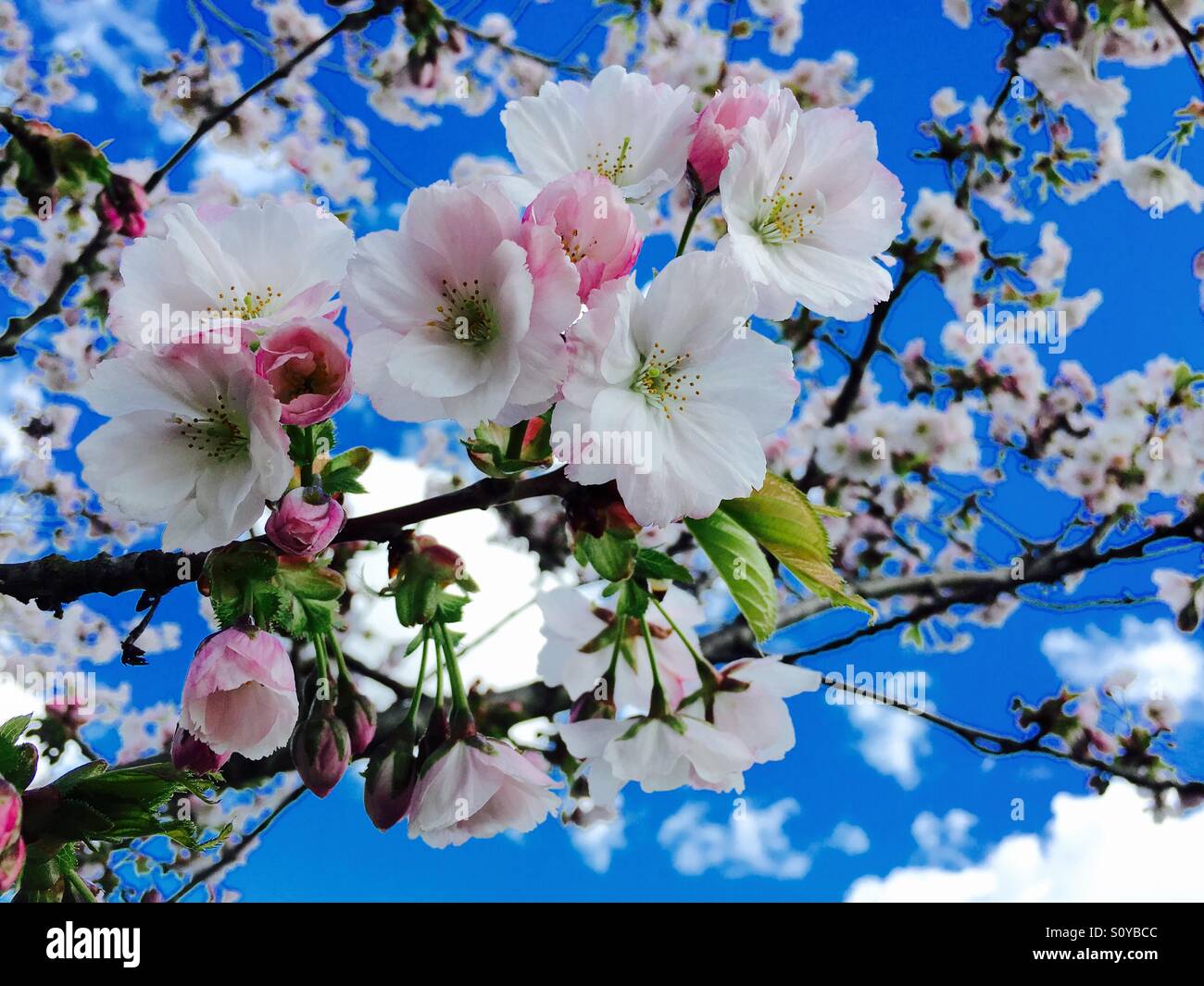 Prunus 'Shirotae', Mount Fuji Cherry flowering April in Kew Gardens, London,UK Stock Photo