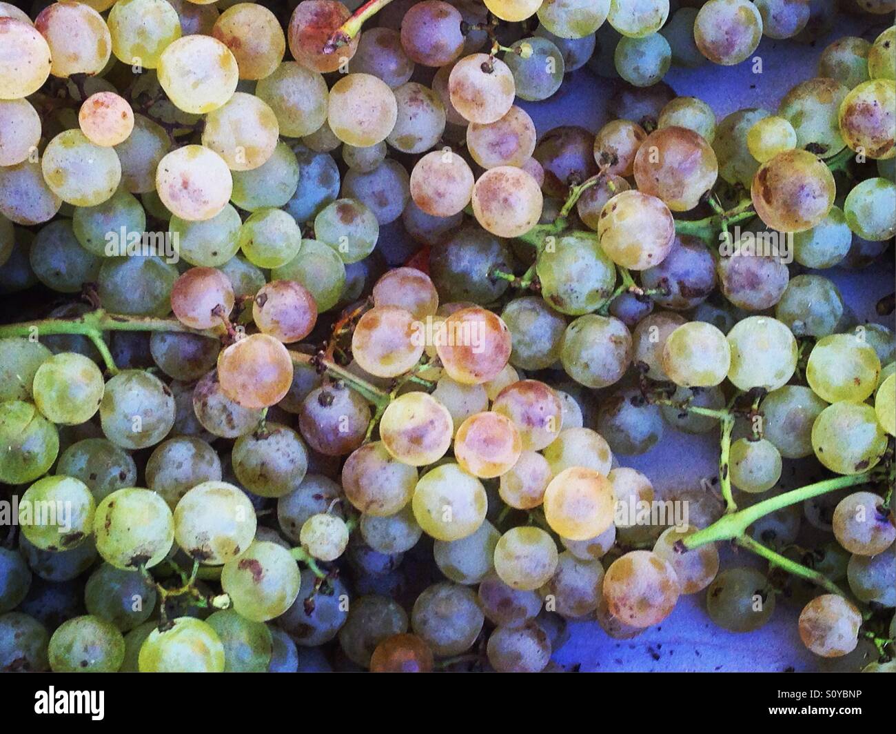 Colourful grapes background. Mobile phone photo with some phone or tablet post processing. - Smartphone Captured Stock Image