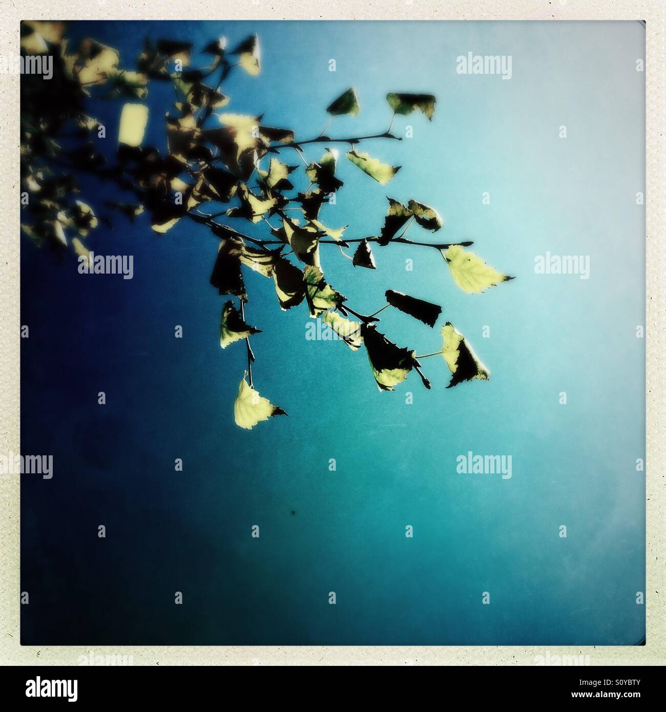 Birch tree leaves in fall. - Smartphone Captured Stock Image