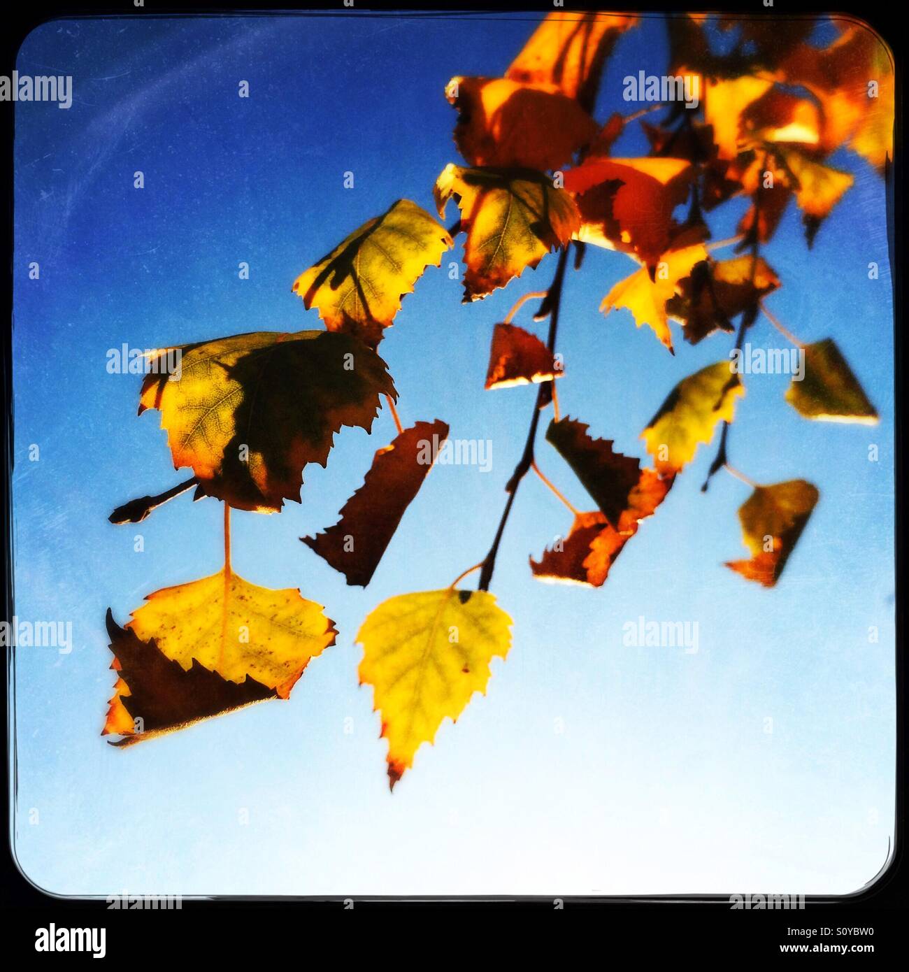Birch tree leaves in fall. - Smartphone Captured Stock Image