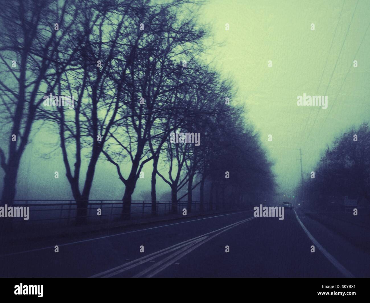 Road lined with trees in the fog Stock Photo - Alamy