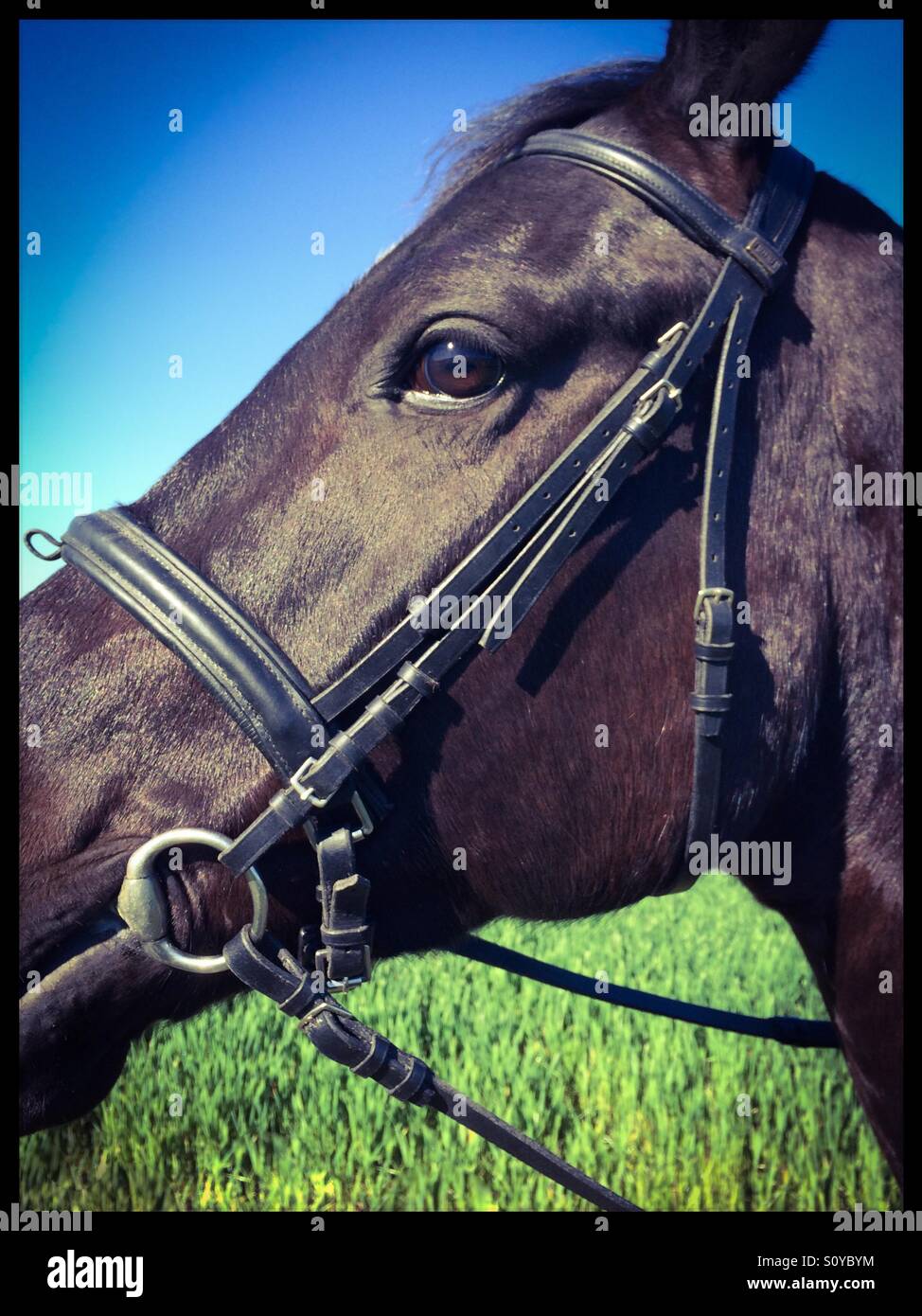 Black Stallion Stock Photo