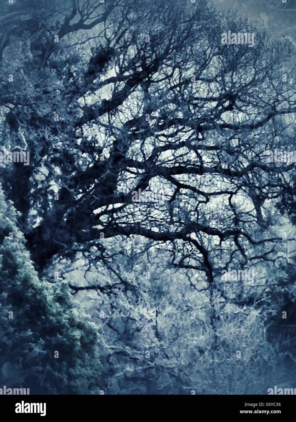Cold blue winter oak tree with frost - Smartphone Captured Stock Image