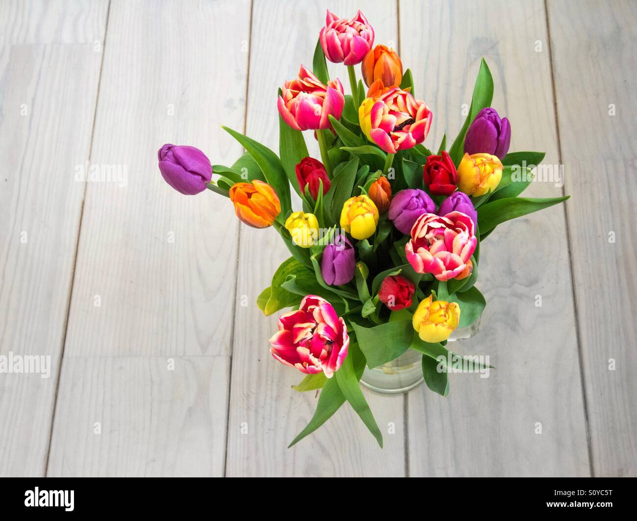 Bunch of multi coloured tulips seen from above - Smartphone Captured Stock Image