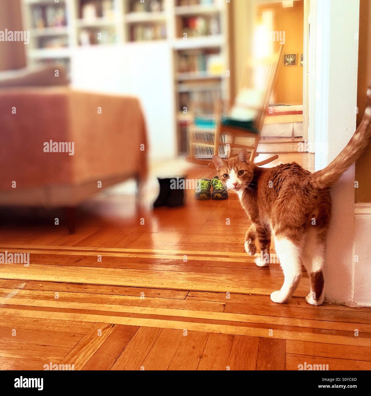 An image of an orange and white cat in a home with hardwood floors, walking into a living room with bookshelves and a rocking chair with shallow depth of field Stock Photo