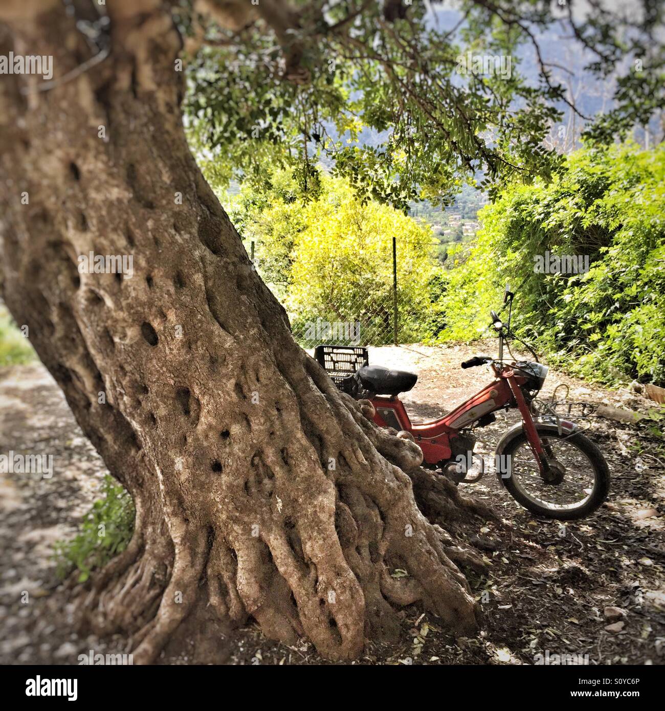Old motorbike under Carob Tree in Mallorca Stock Photo Alamy