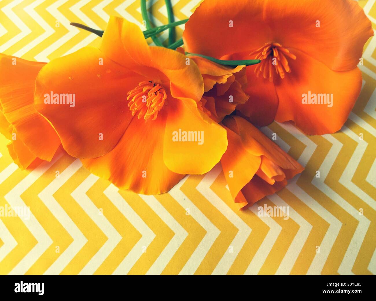 California poppies on chevron background - Smartphone Captured Stock Image