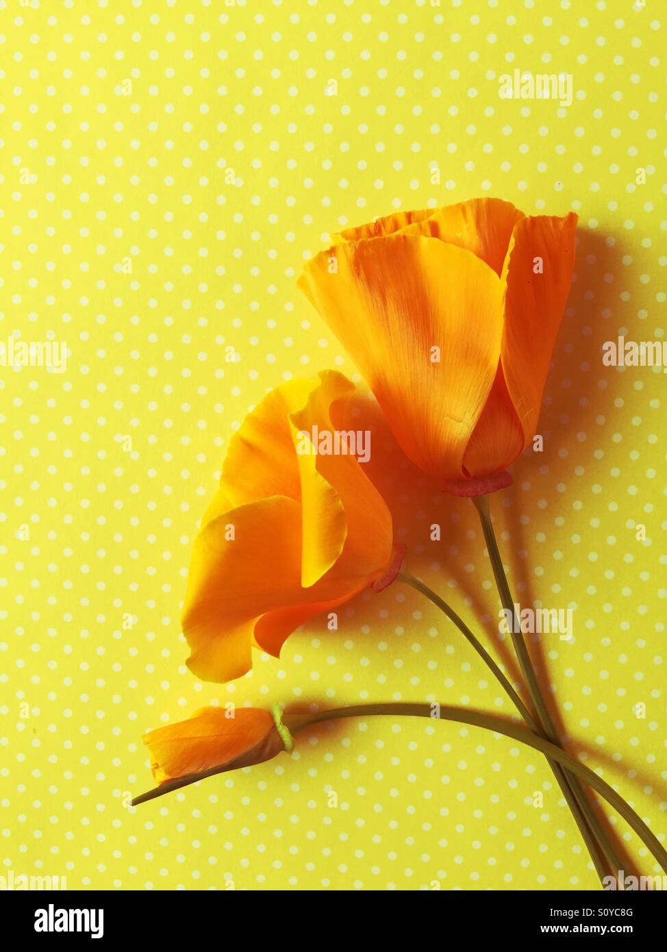 California poppies on polka dots - Smartphone Captured Stock Image