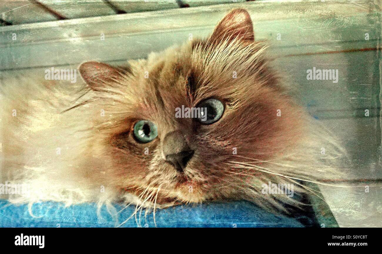 ....heilige Birma... fine cat... Stock Photo