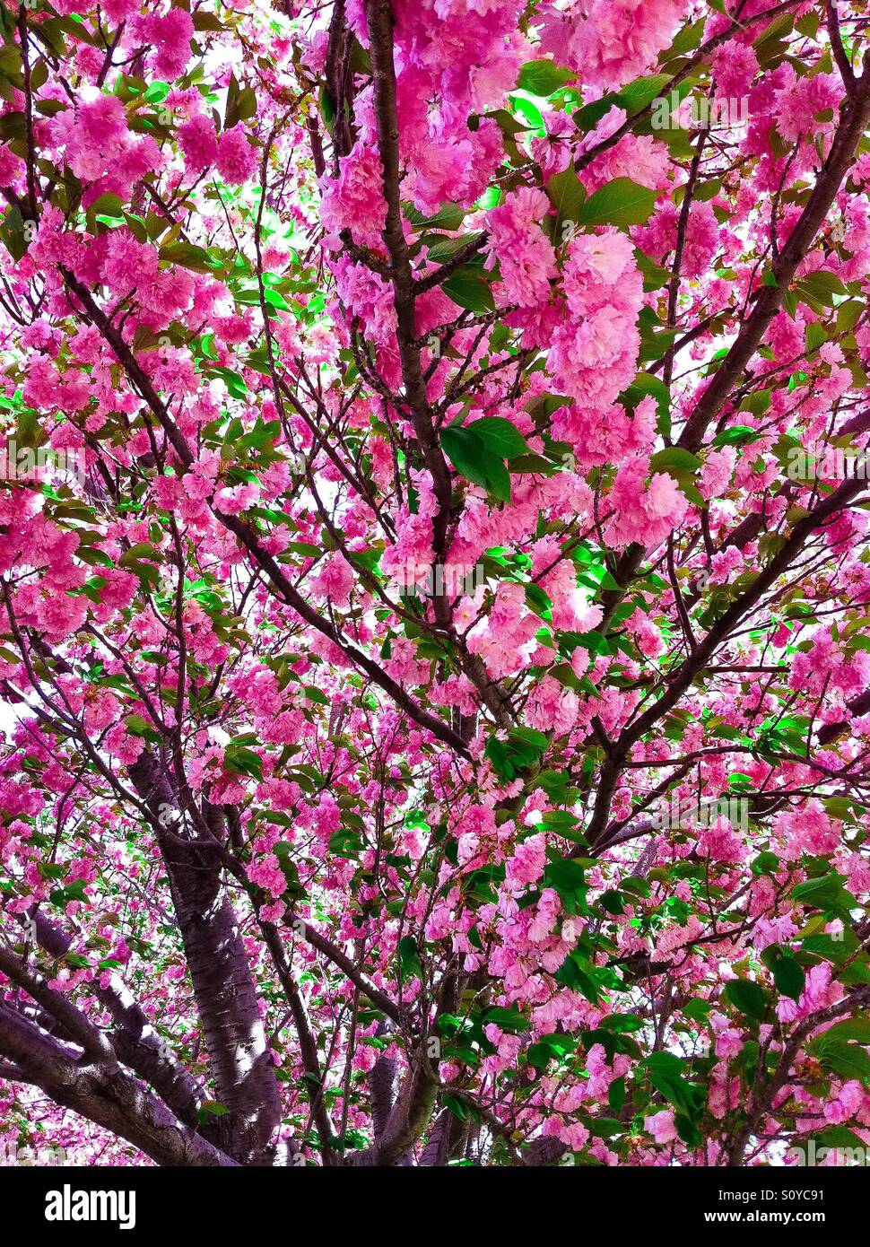 Kwanzan Cherry Tree in full bloom Stock Photo Alamy