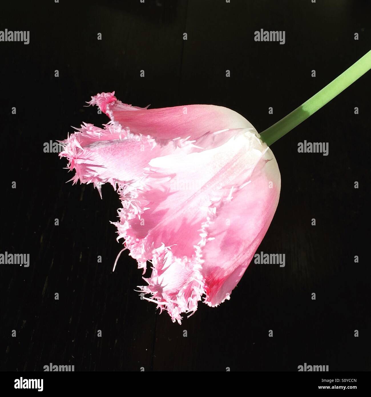 Pink tulip flower - Smartphone Captured Stock Image