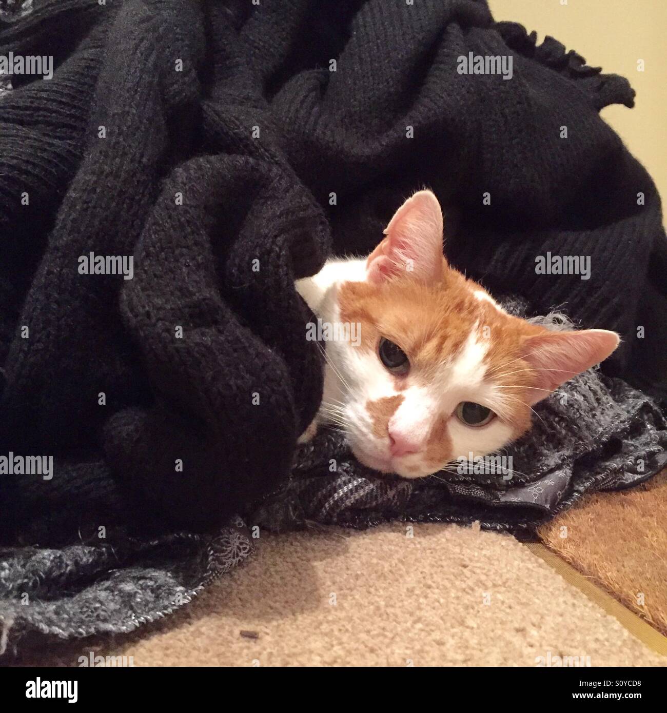 Cat tucked in bed covers Stock Photo