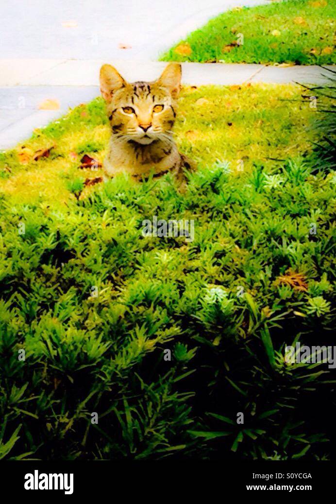 Hiding cat - Smartphone Captured Stock Image