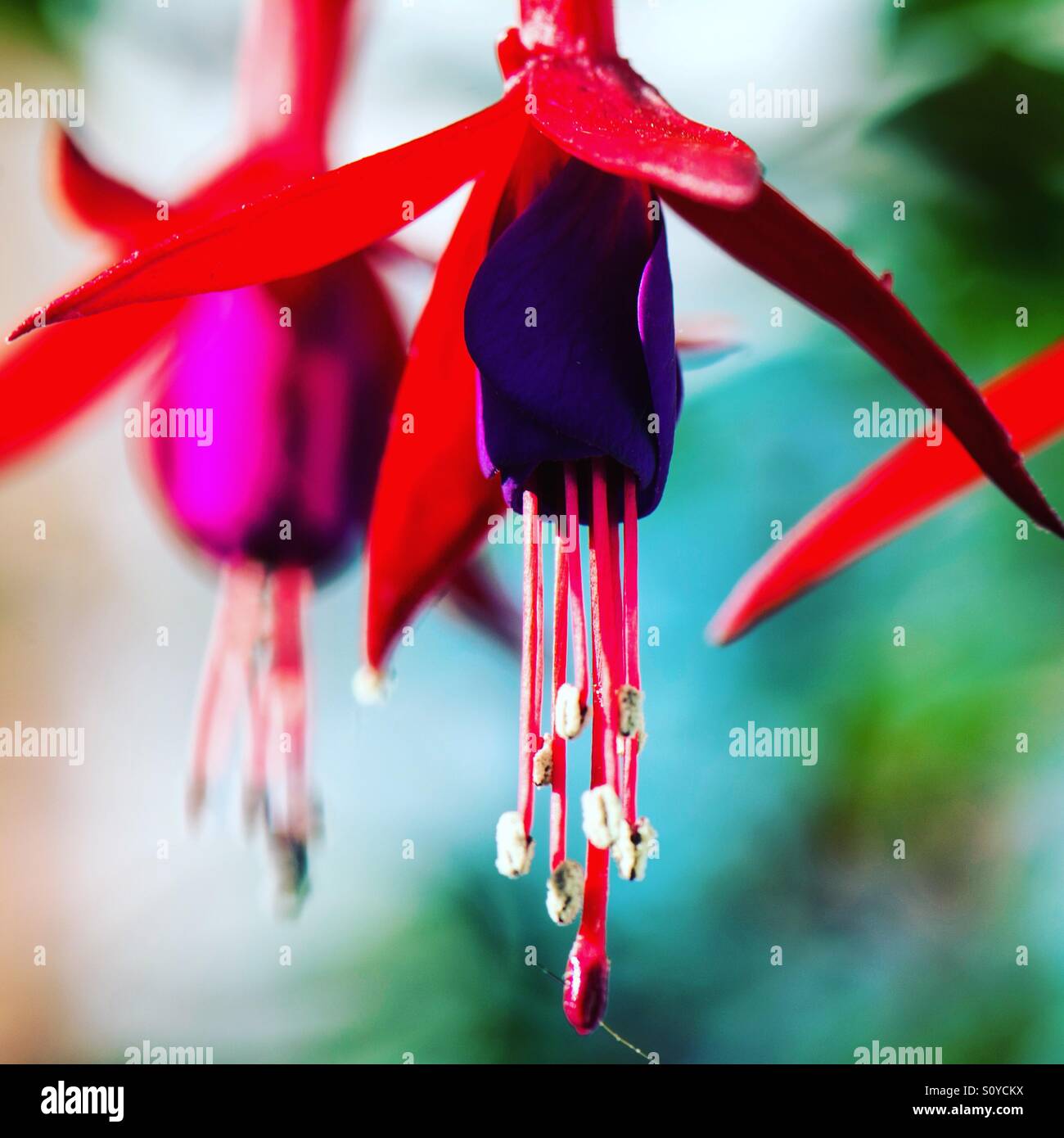 Extreme close up of a fuchsia in full bloom. Vibrant Spring filtered image - Smartphone Captured Stock Image