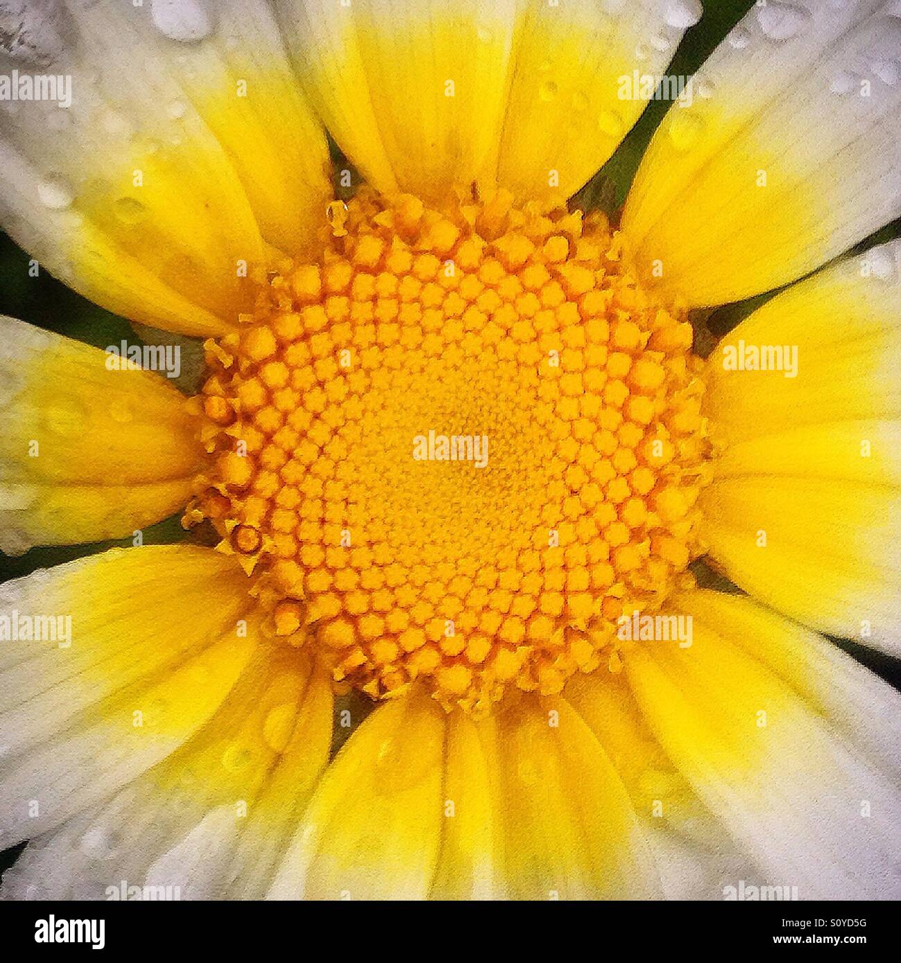 A yellow daisy in Prado del Rey, Sierra de Cadiz, Andalusia, Spain Stock Photo