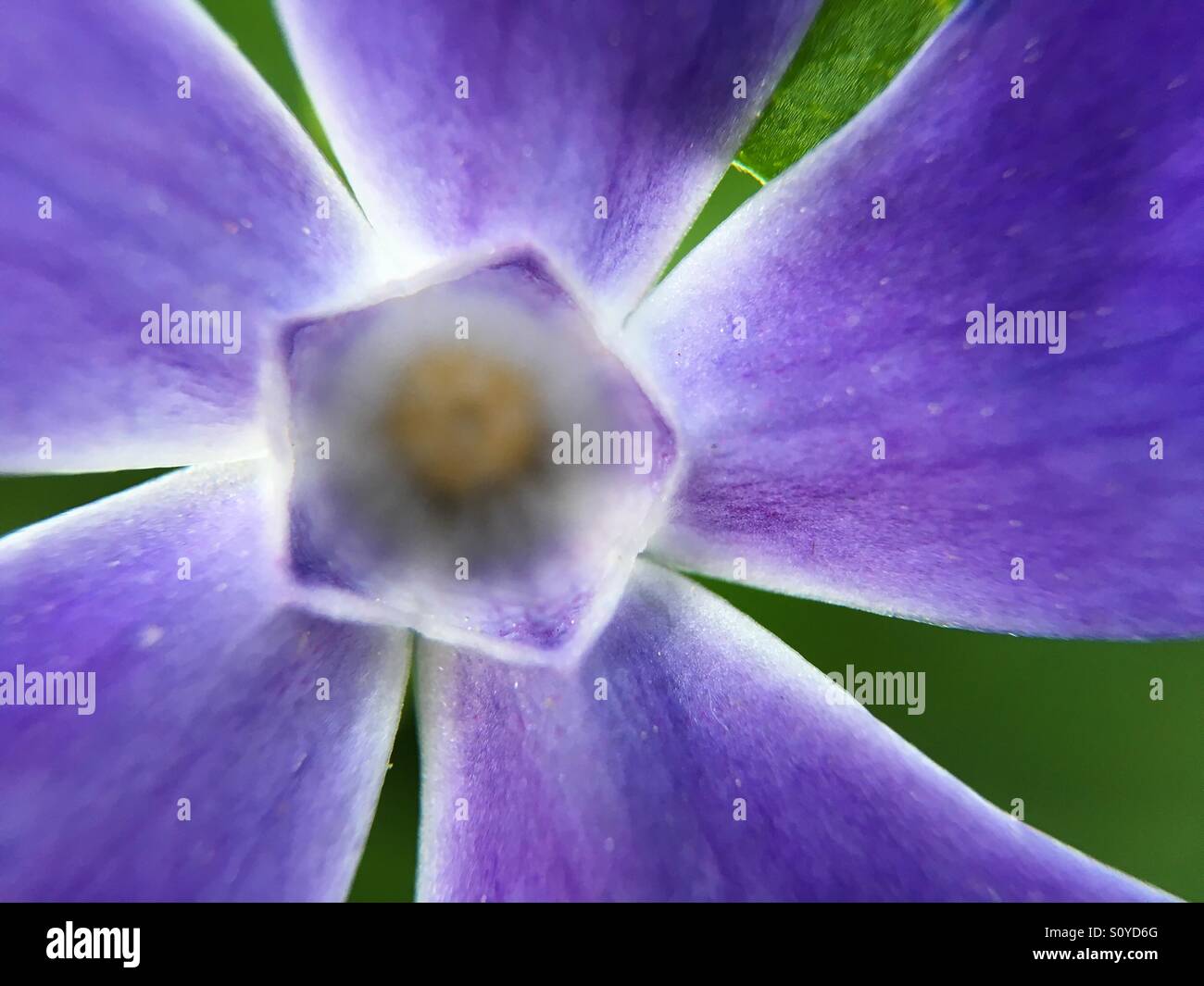 Periwinkle - Smartphone Captured Stock Image