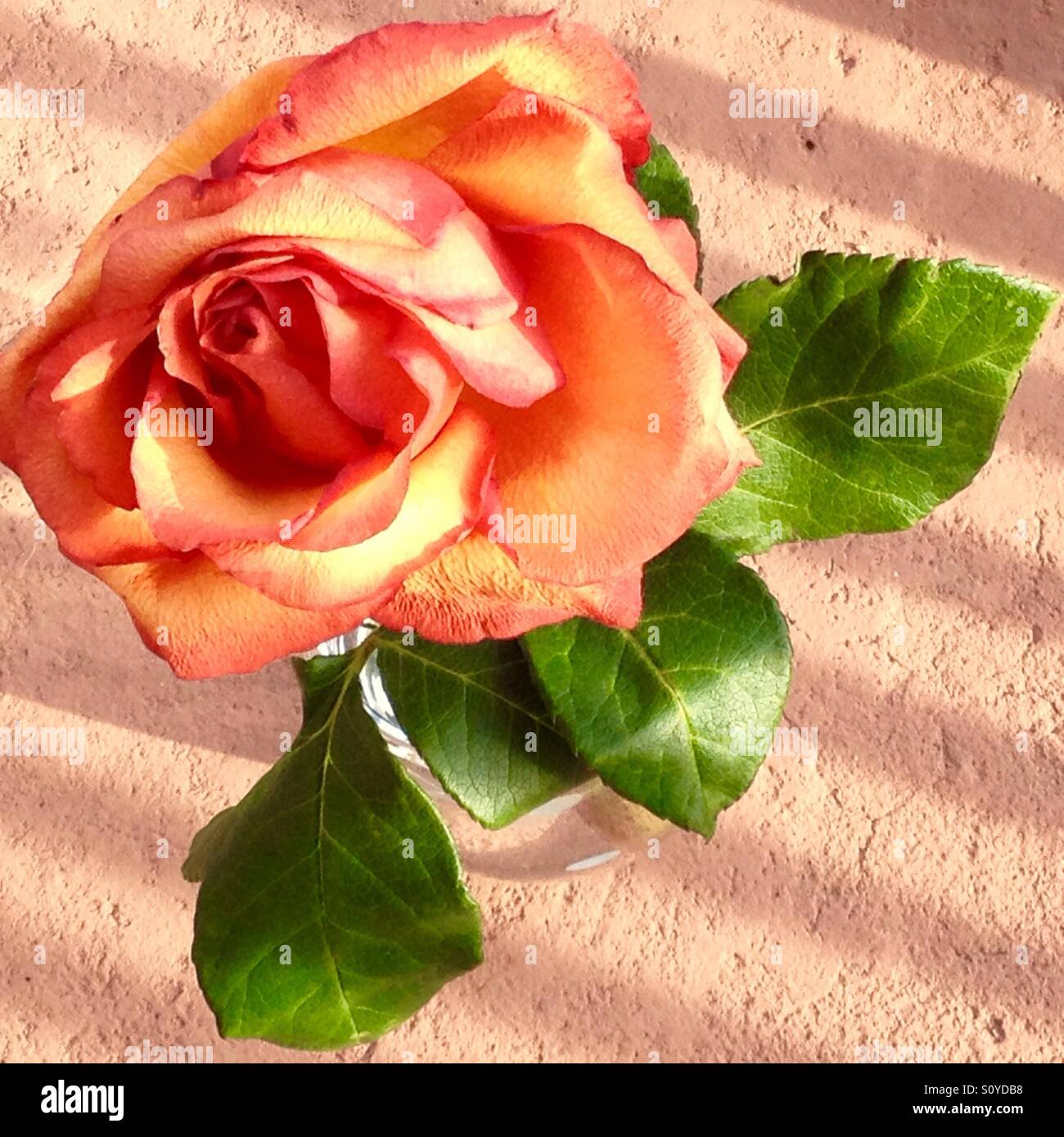 Golden rose - Smartphone Captured Stock Image