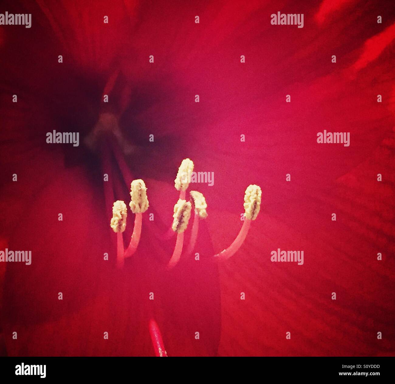 Stamen of a flower (Amaryllis Stock Photo - Alamy