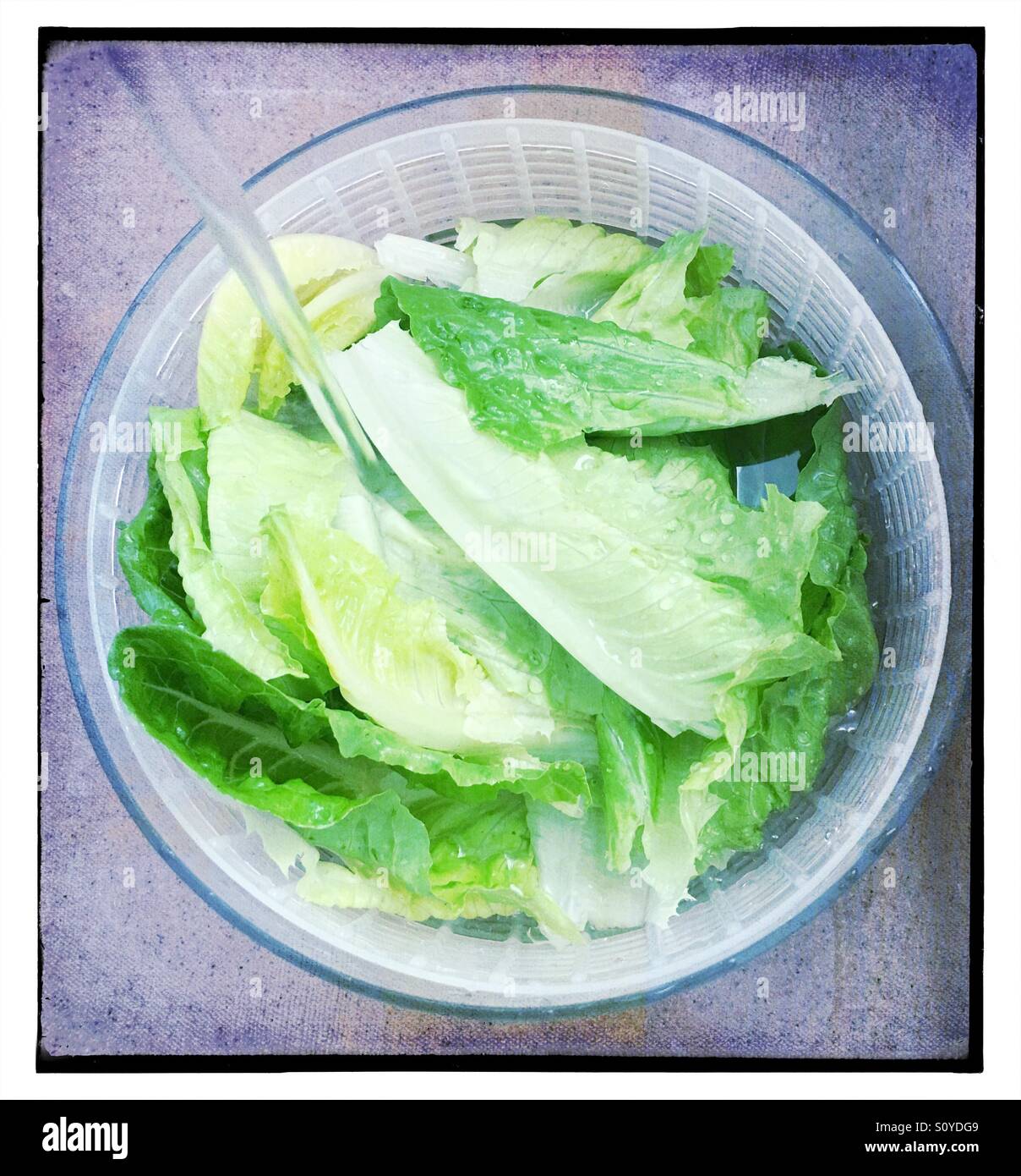 Washed salad leaves hires stock photography and images Alamy