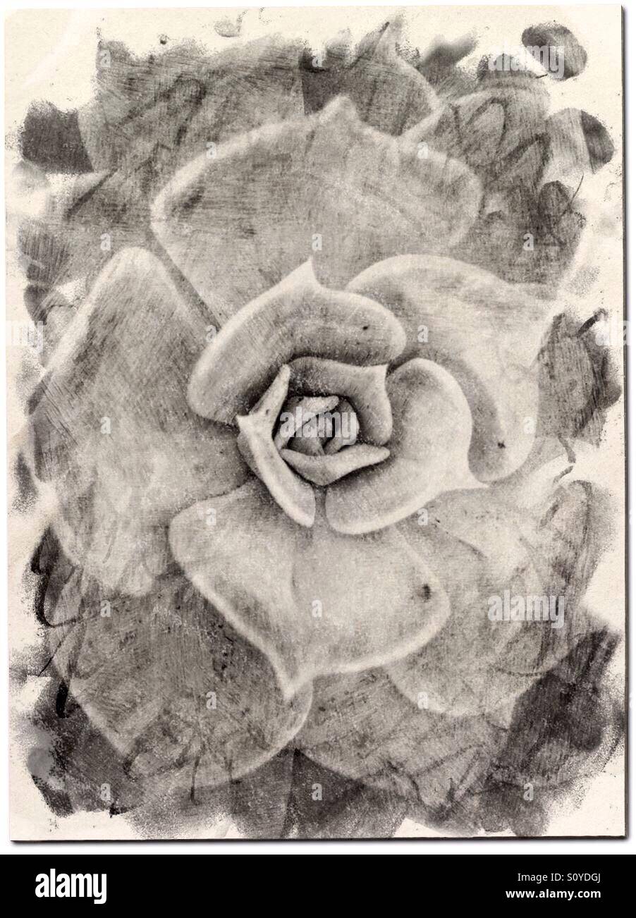 Succulent flower - Smartphone Captured Stock Image