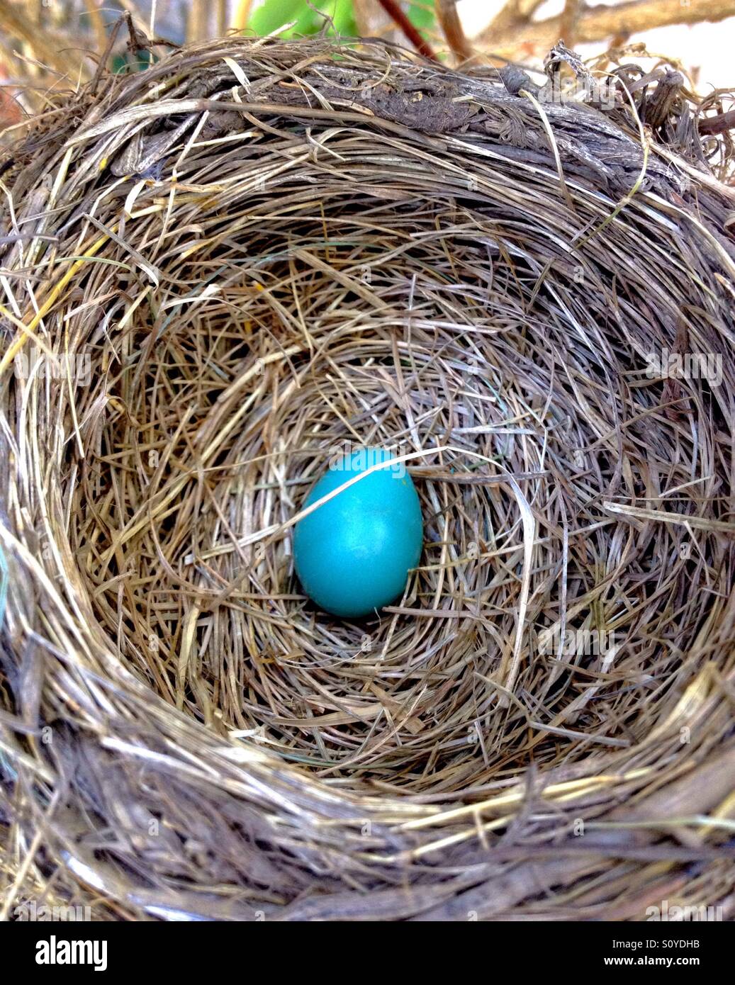 Robin's nest with lone egg - Smartphone Captured Stock Image