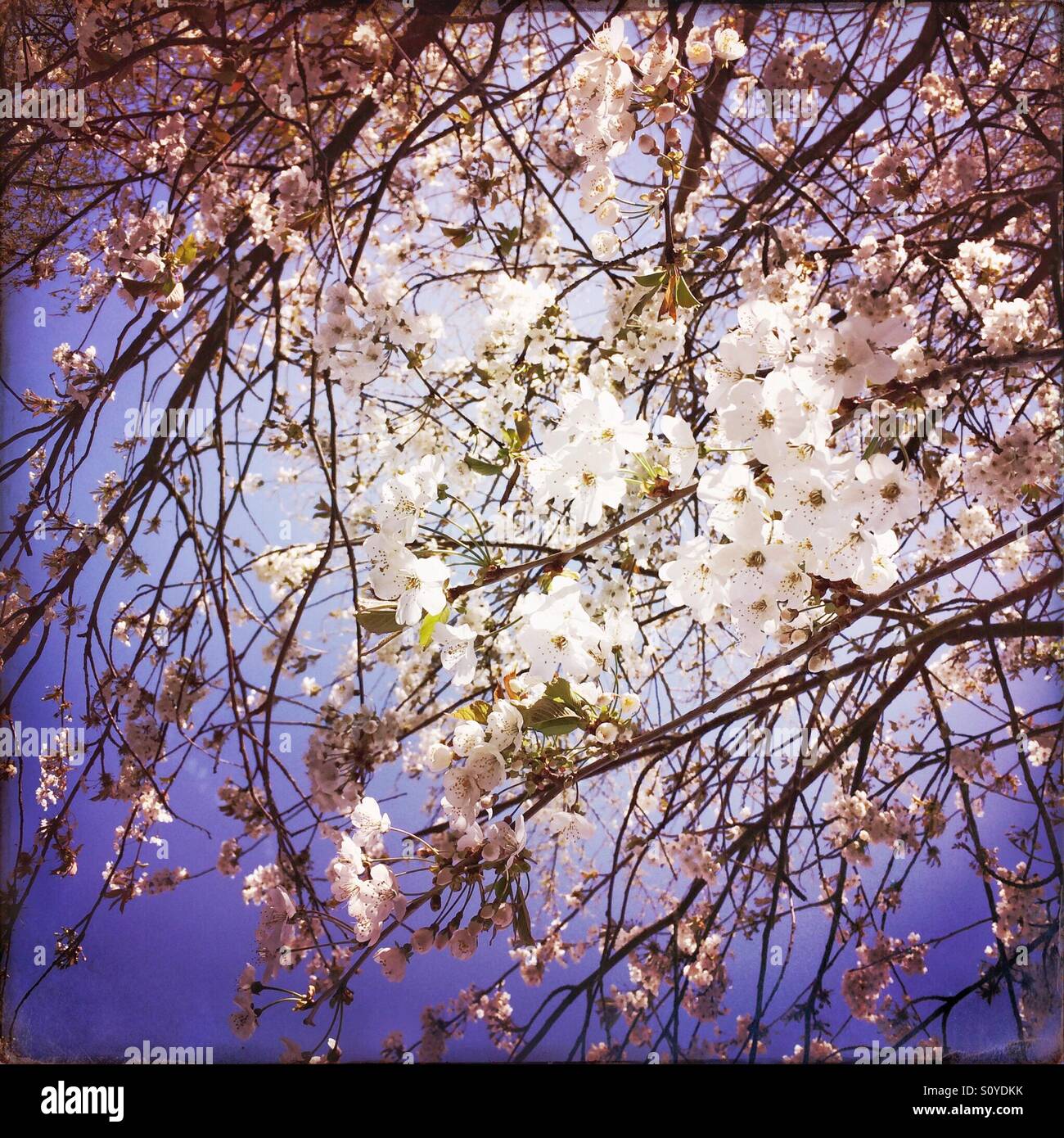 Spring blossom on a wild cherry tree - Smartphone Captured Stock Image