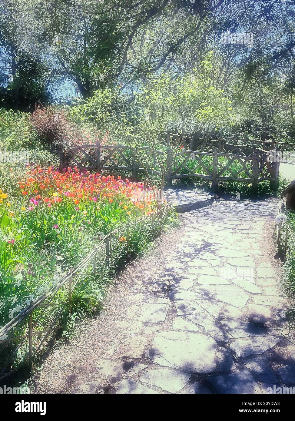 Shakespeare garden in Central Park, New York City, USA - Smartphone Captured Stock Image