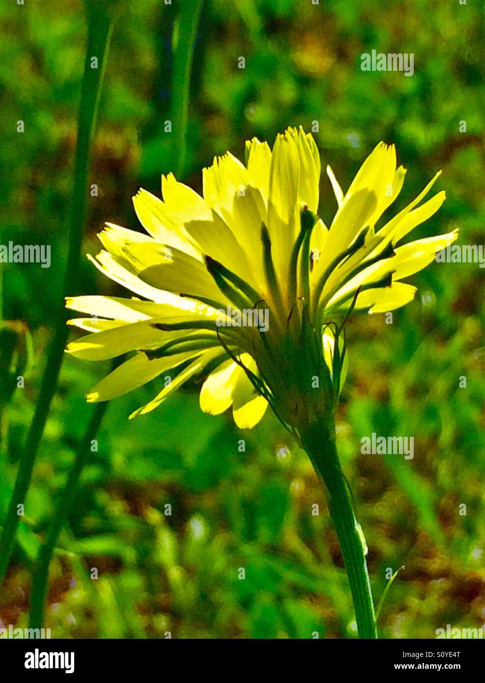 Carolina Desert Chicory blooming in the morning sun, Pyrrhopappus carolinianus - Smartphone Captured Stock Image