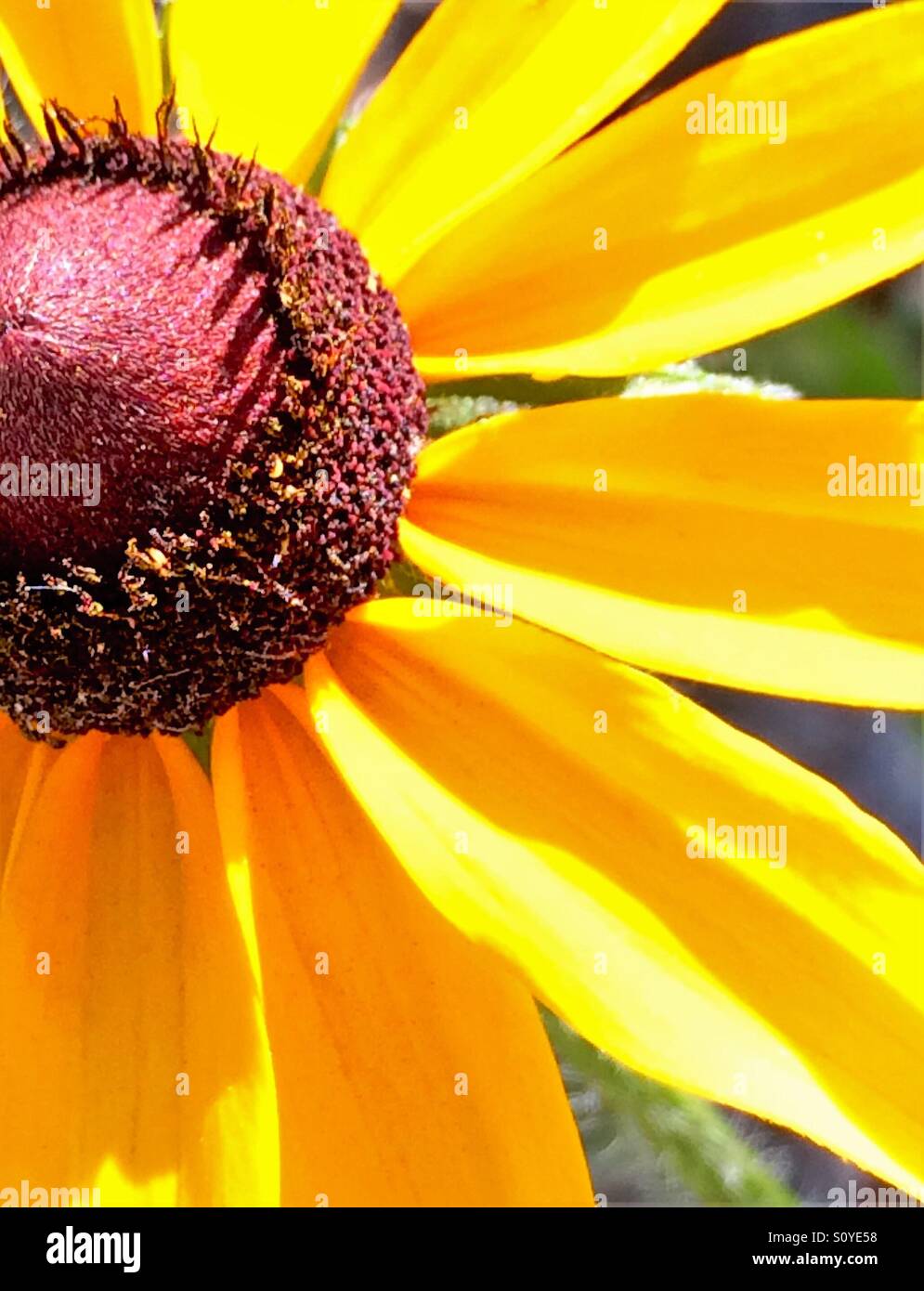 Black-eyed Susan close-up, offset left with petal and center detail, Rudbeckia serotina - Smartphone Captured Stock Image