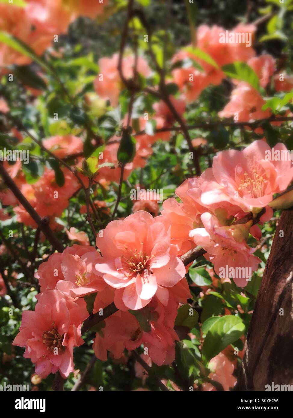 Flowers - Smartphone Captured Stock Image
