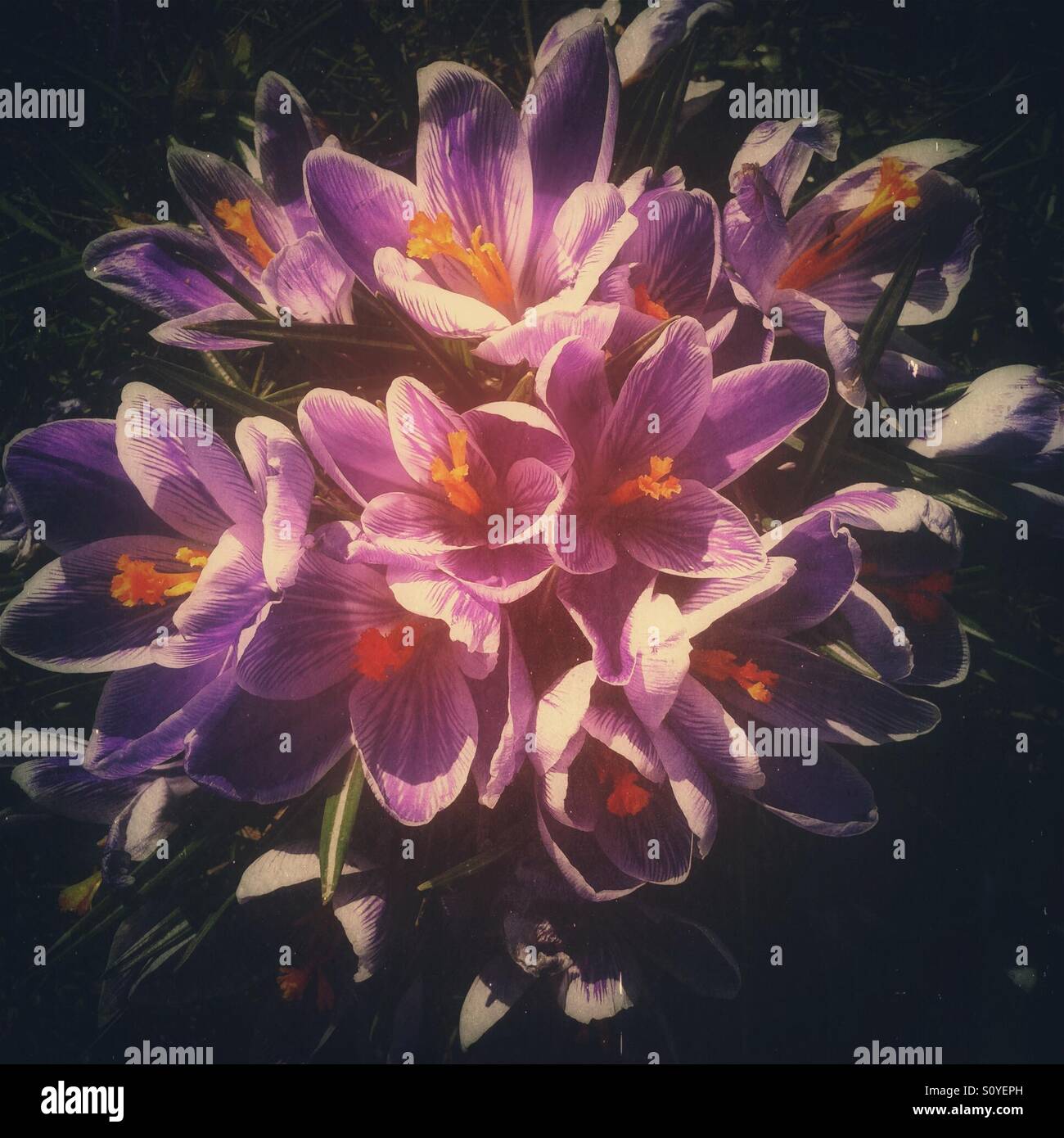 Purple crocuses close up England UK United Kingdom GB Great Britain - Smartphone Captured Stock Image