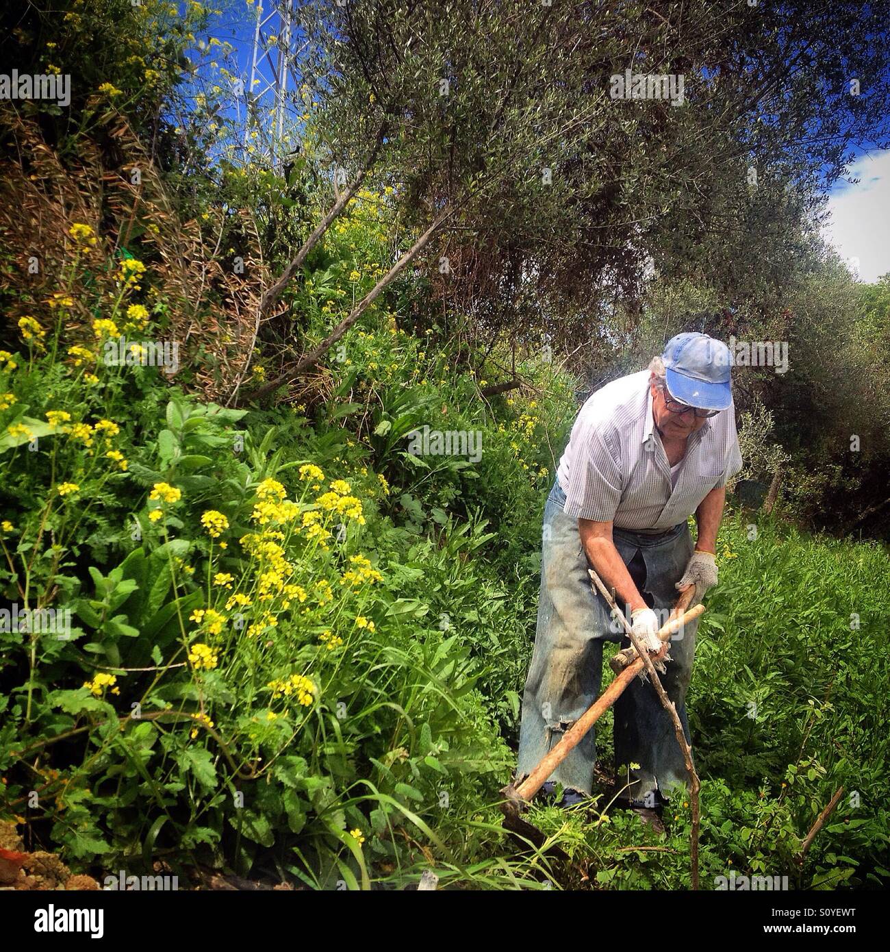 An organic farmer works in his orchard in Prado del Rey, Sierra de Cadiz, Andalusia, Spain Stock Photo