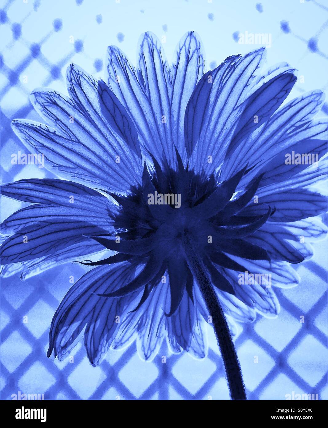 Flower by the fence facing the sun in blue tint, backside view - Smartphone Captured Stock Image