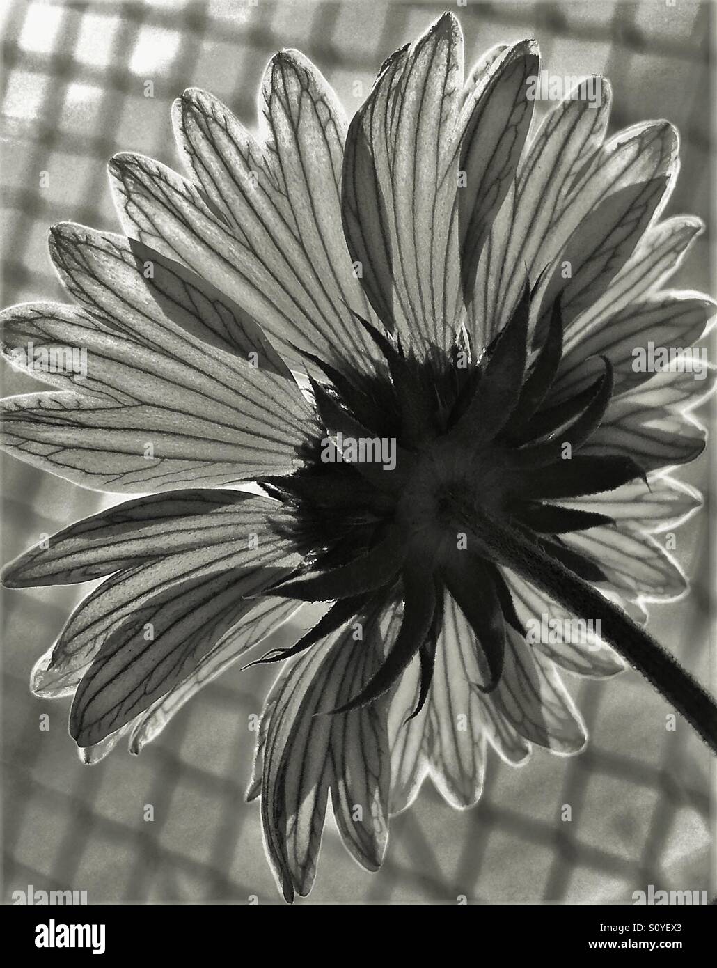Flower at the fence in black and white, backside view with petal detail - Smartphone Captured Stock Image
