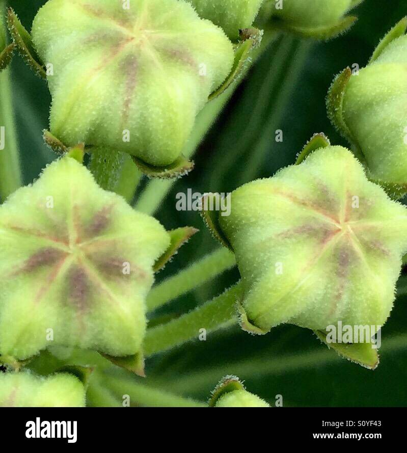 Antelope horn milkweed - Smartphone Captured Stock Image