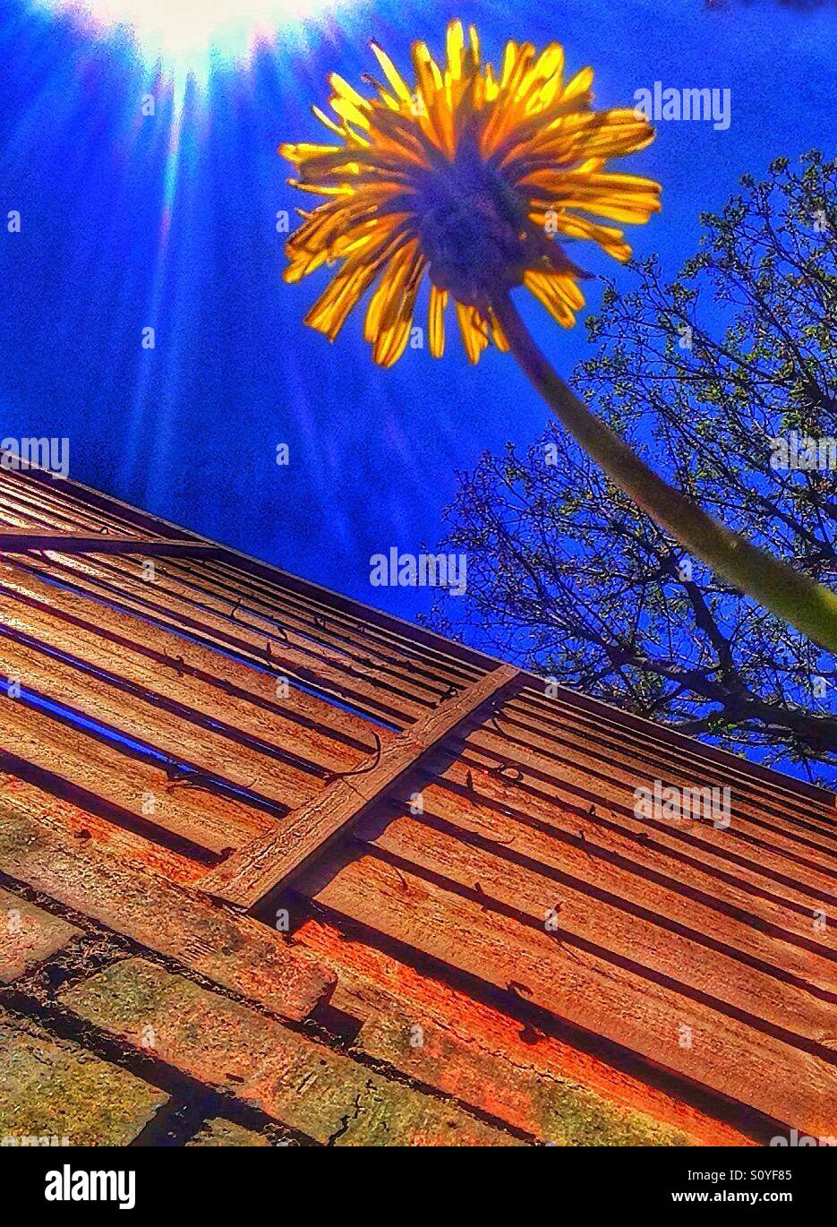 Dandelion  and sunlight. - Smartphone Captured Stock Image