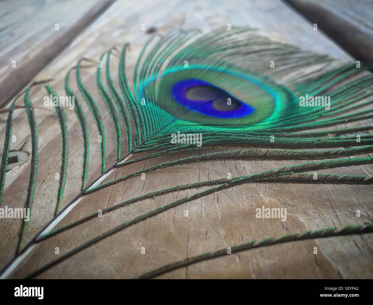 Colorful peacock feather against rustic wood. Stock Photo