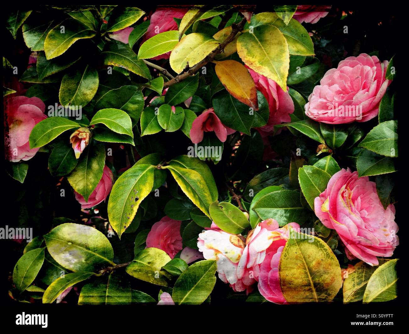 Flowering camellia Stock Photo