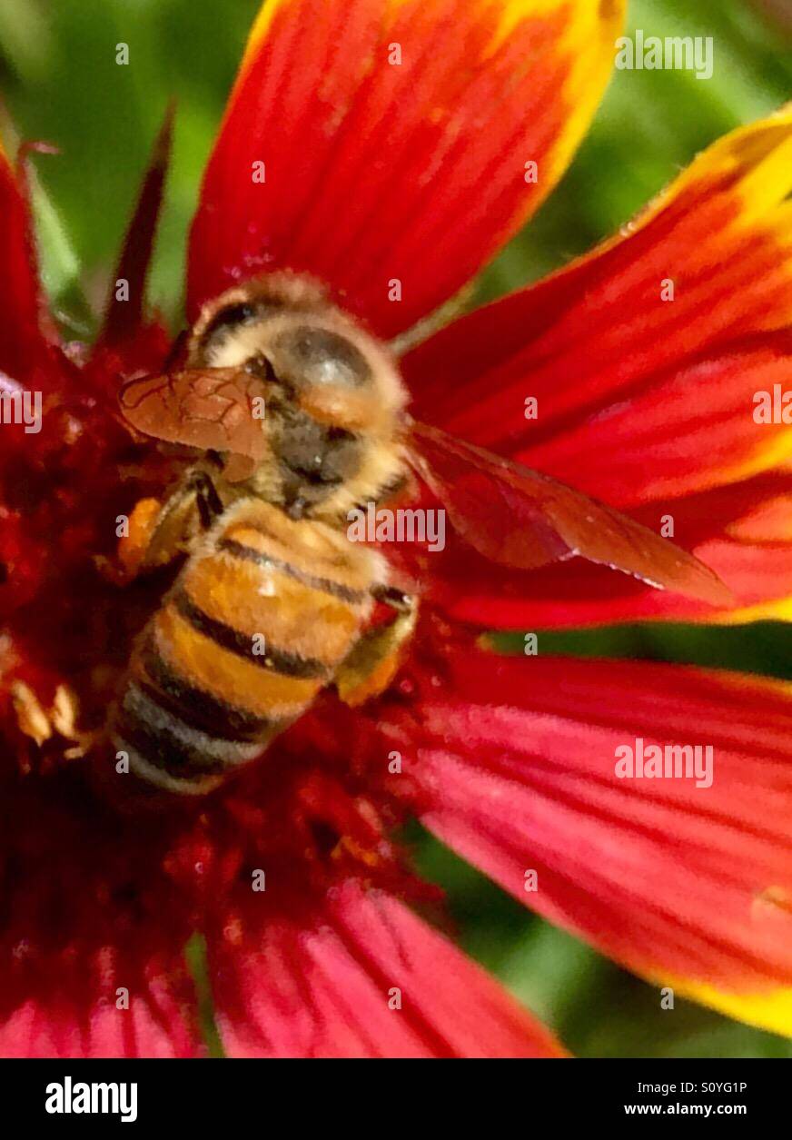 Bee on an Indian blanket - Smartphone Captured Stock Image