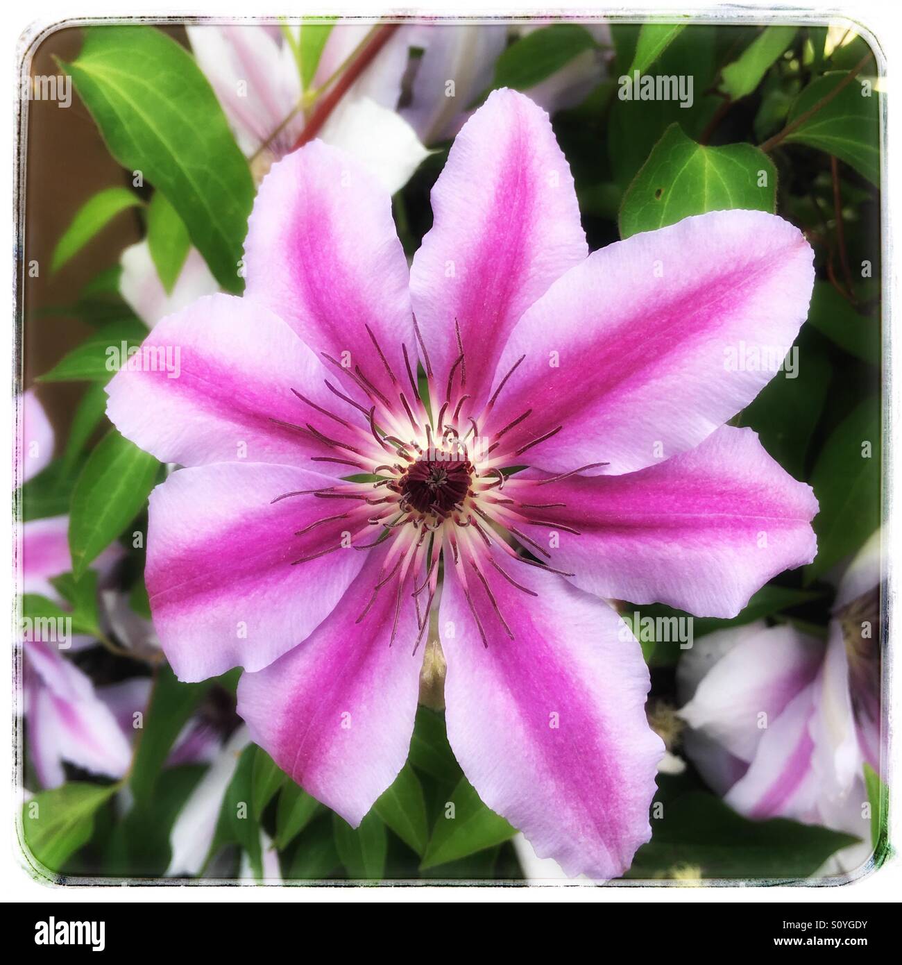 Purple and lavender delicate flower Stock Photo Alamy