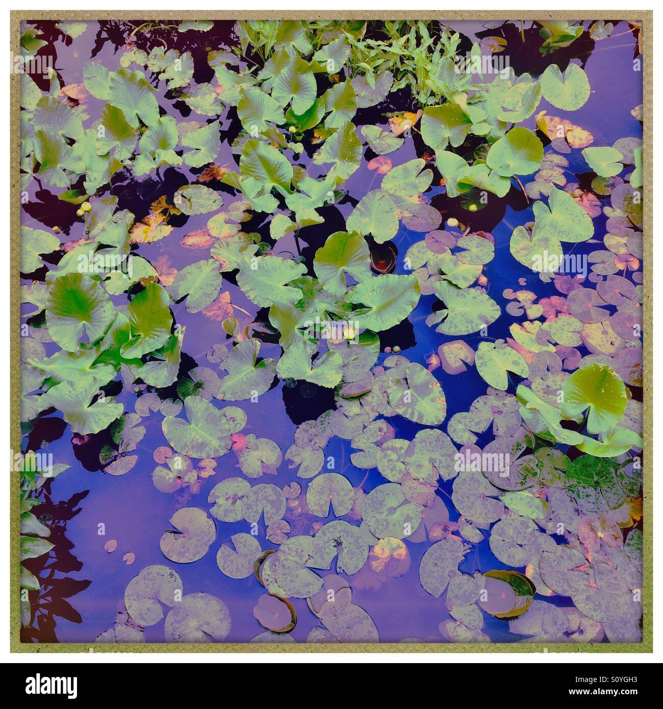 Lily pads floating on water hires stock photography and images Alamy