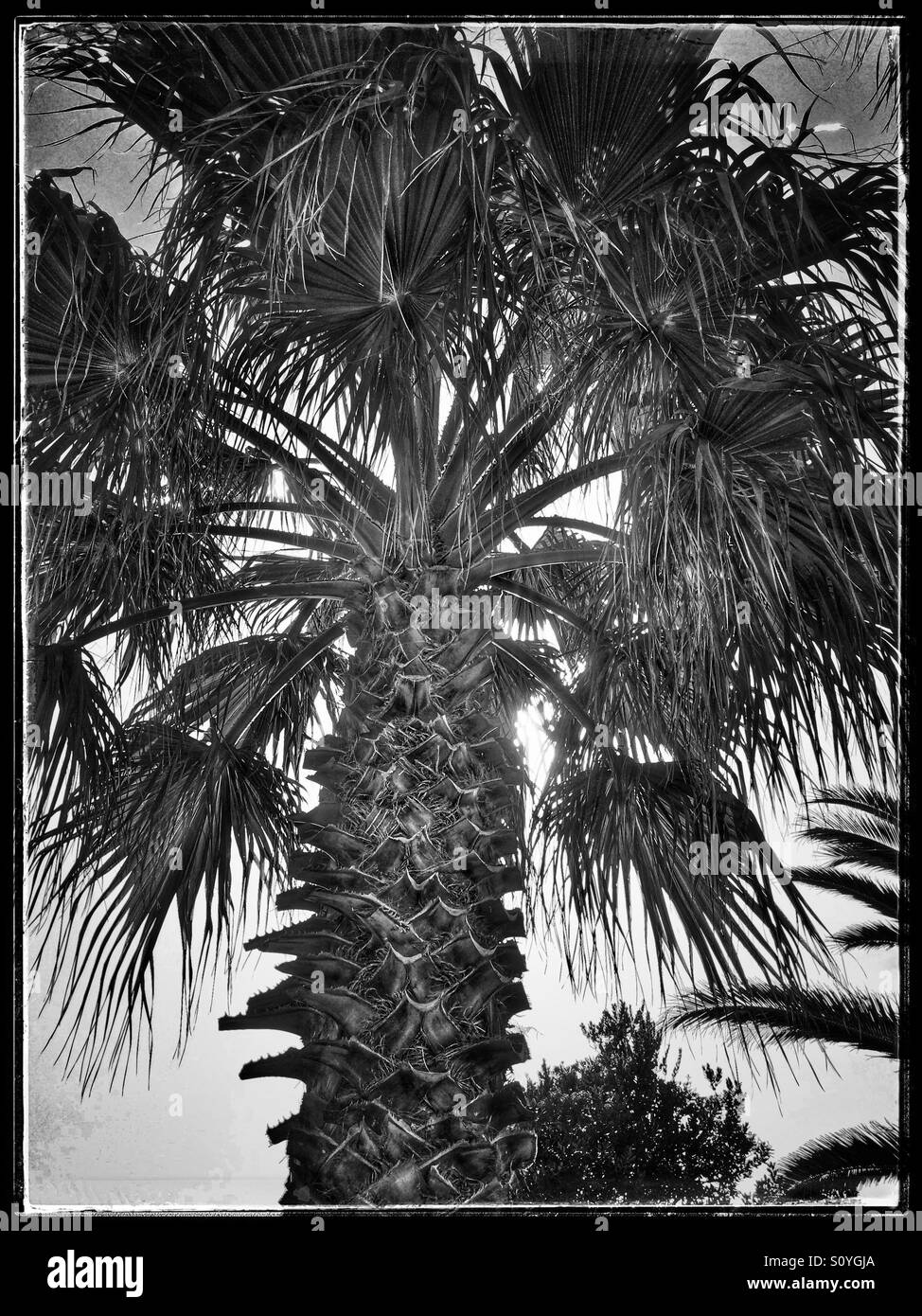 Black and white palm tree photo hi-res stock photography and images - Alamy