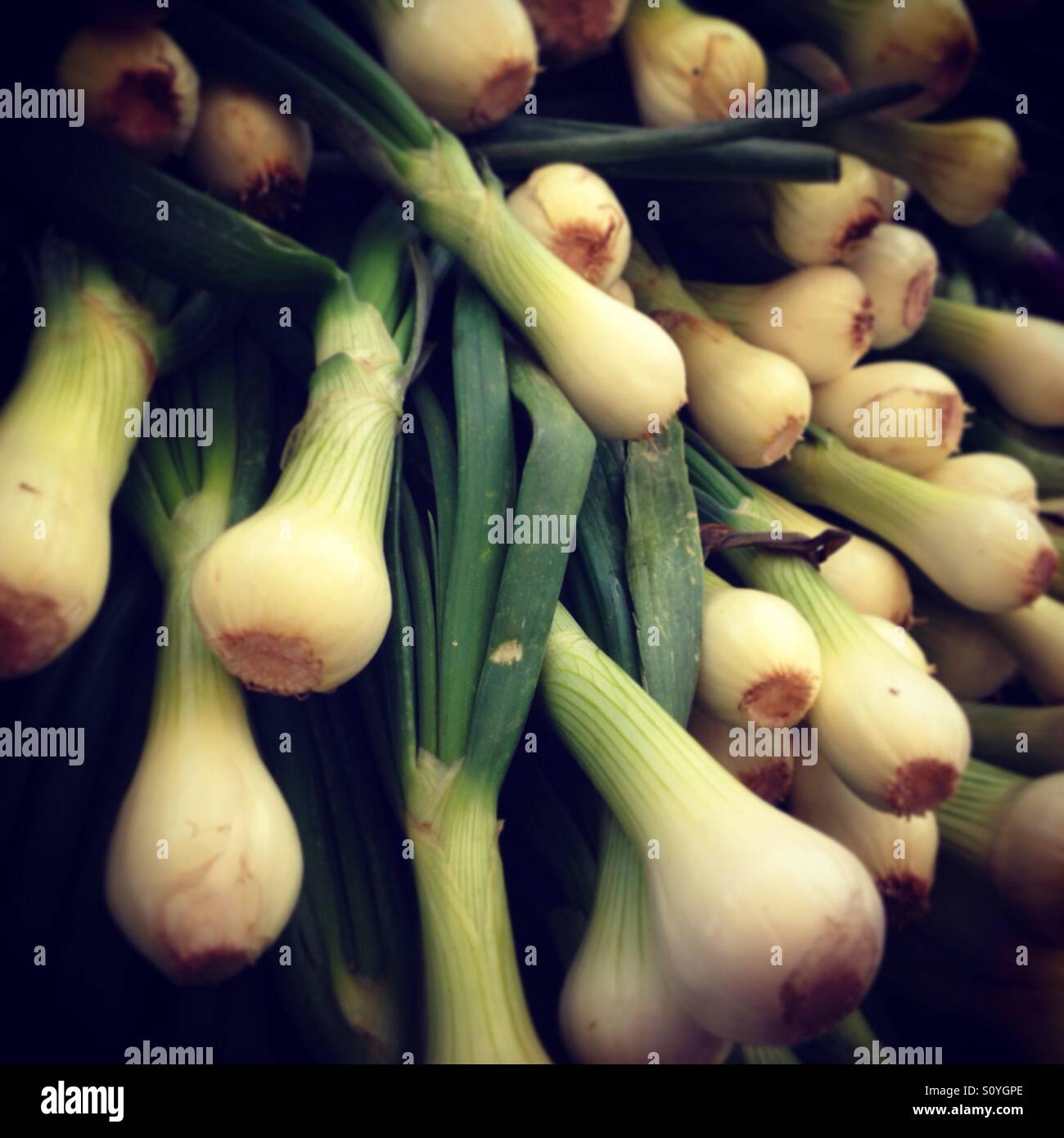 Green onions at the Berkeley Farmers Market in Berkeley, California ...