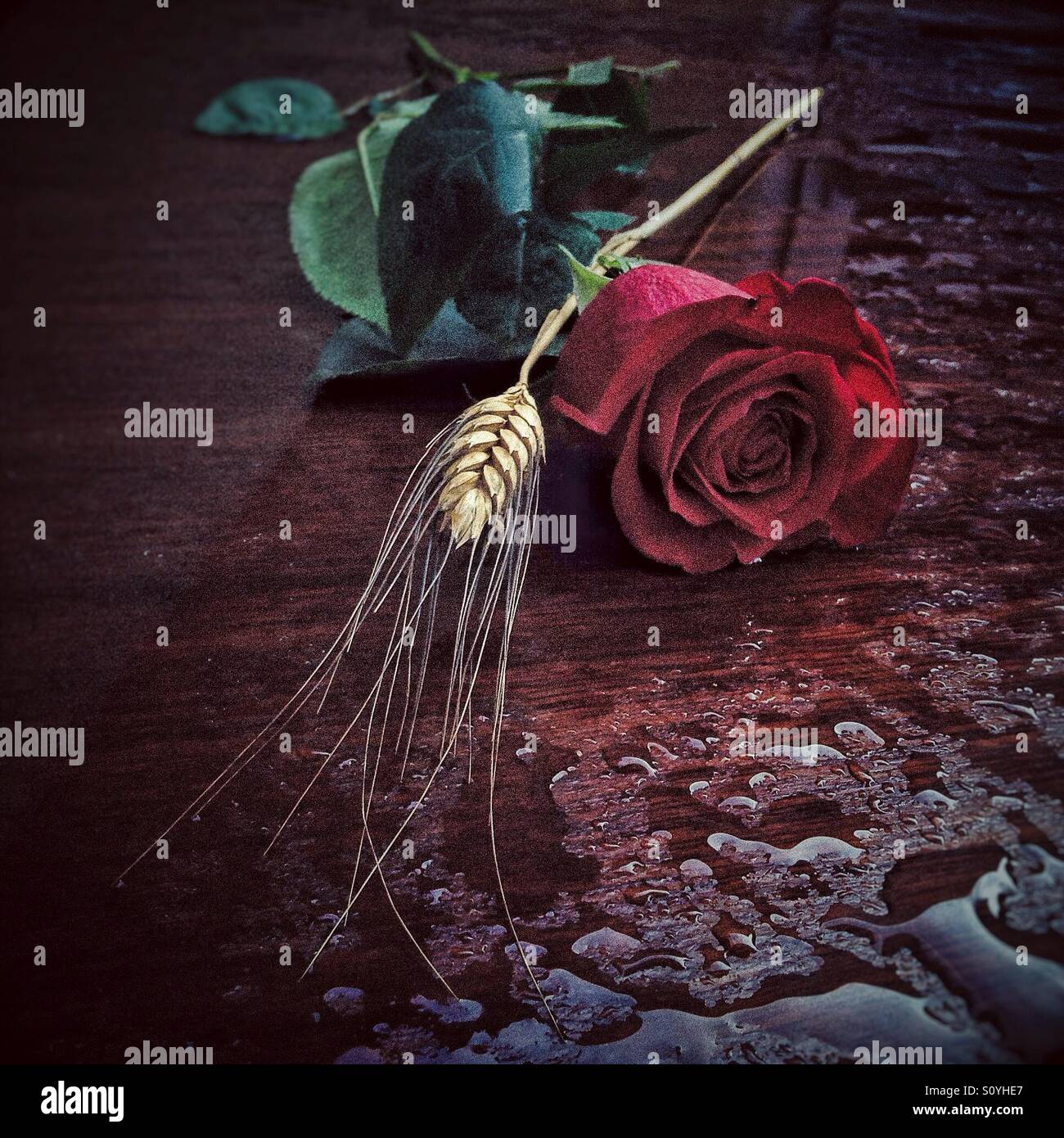 Rose present for Sant Jordi's day (the Saint Georges Day) in Catalunya - Smartphone Captured Stock Image