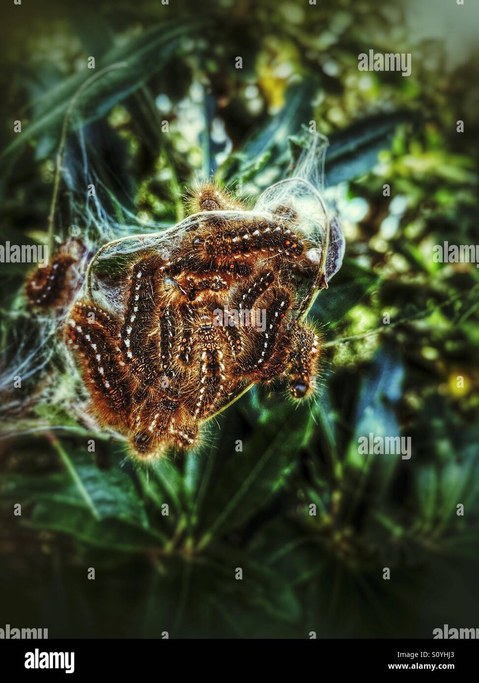 Caterpillars Stock Photo