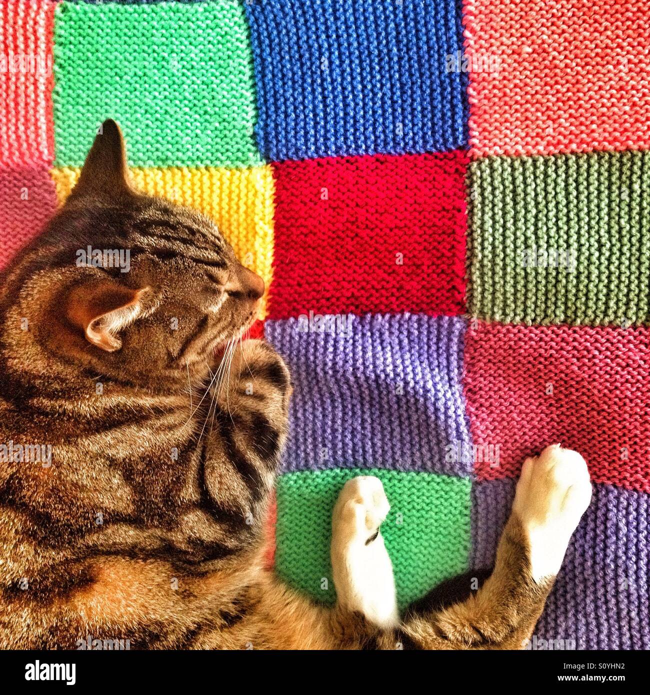 Cat sleeping on the blanket hires stock photography and images Alamy