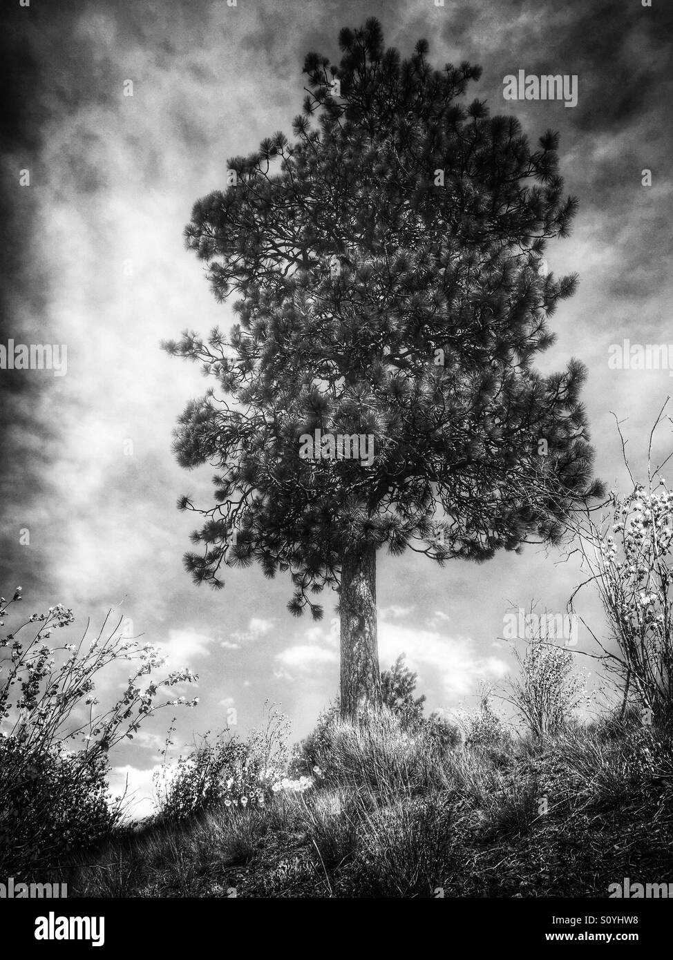 A lone pine tree standing on a hillside against a cloudy sky. In black and white. - Smartphone Captured Stock Image