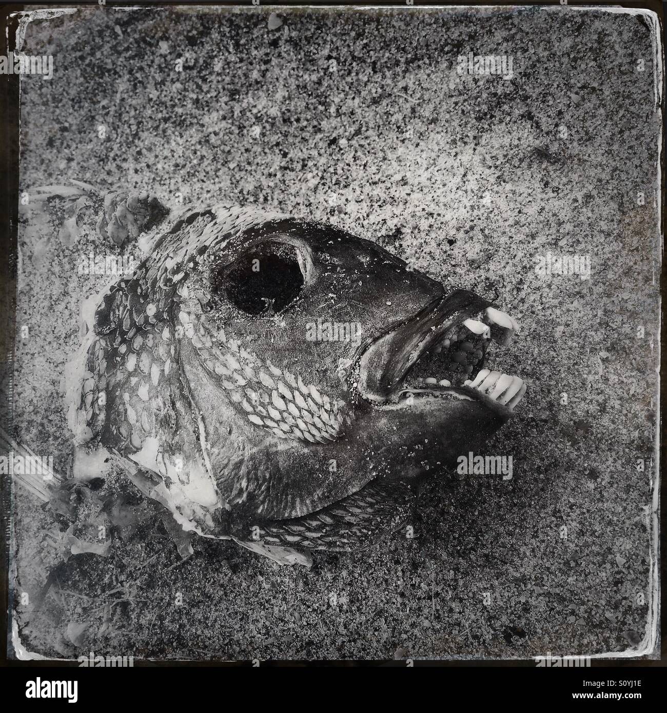 photos of sheepshead fish photos of sheepshead fish